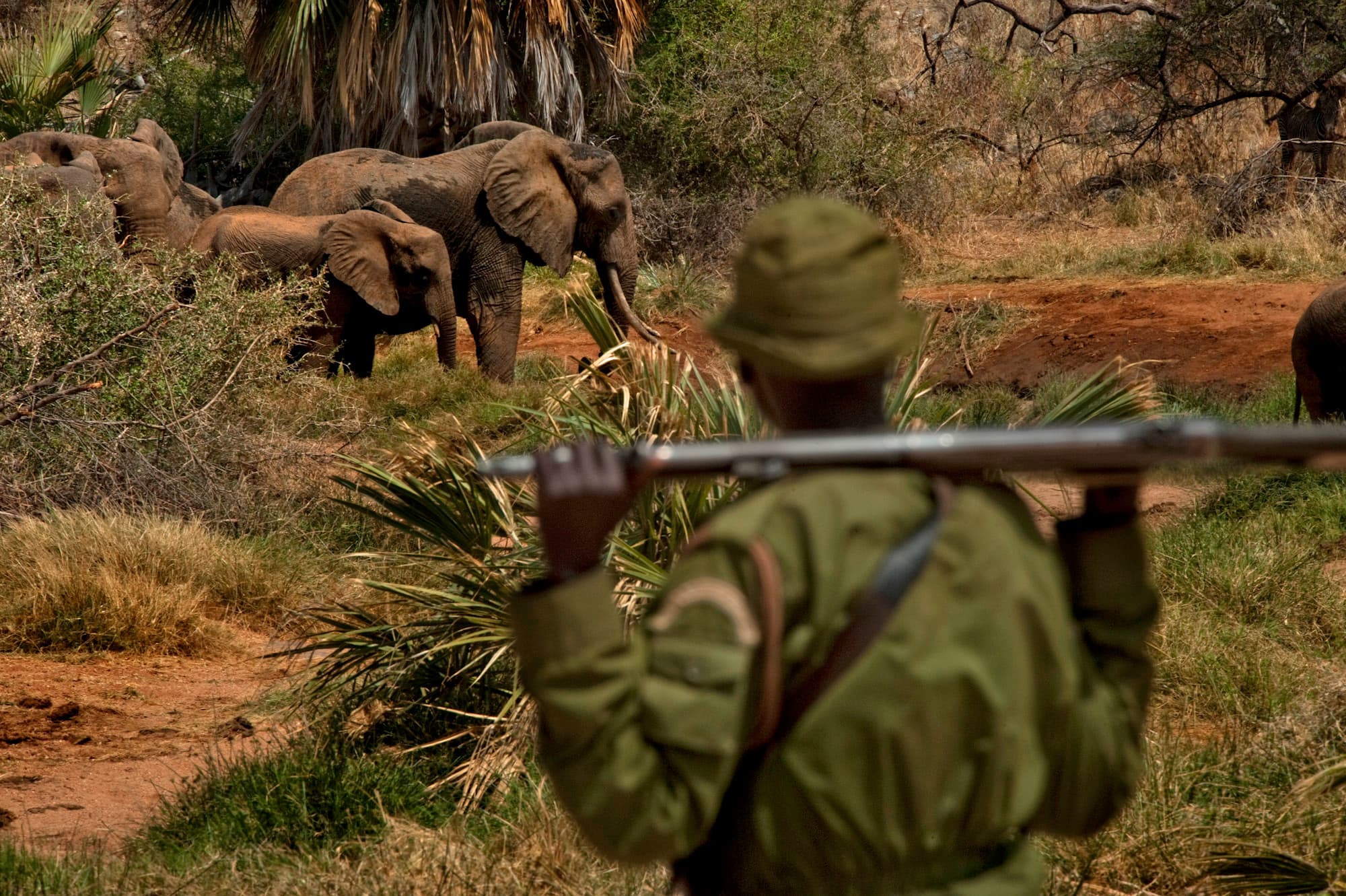 Fact Check: U.S. funding cuts threaten wildlife conservation efforts in Malawi and beyond.