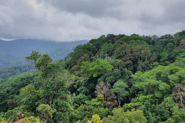 Fact Check: Indonesia has only one-sixth of the forest rangers needed for adequate protection.