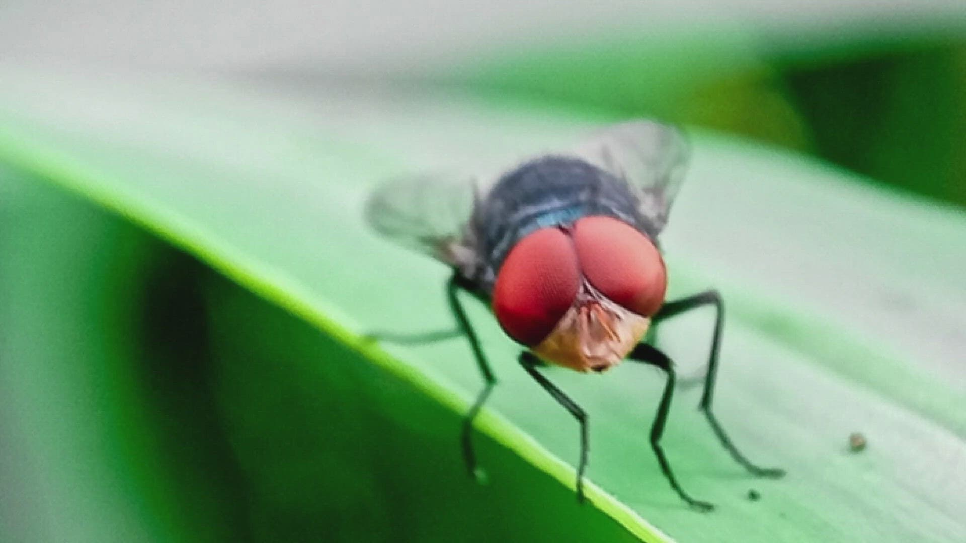 Fact Check: New World screwworms could devastate livestock and pets, even humans.