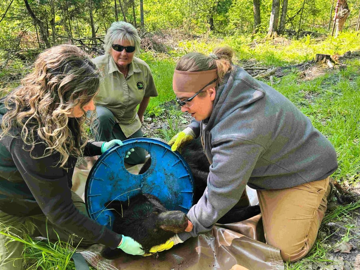 Fact Check: Wildlife experts finally trap bear after two years of searching!