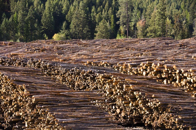 Fact Check: Logging threatens wildlife populations in British Columbia.