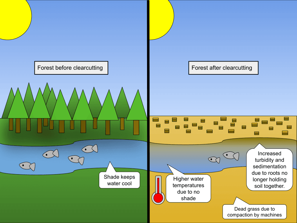 Fact Check: Clear-cut logging contributes to increased carbon emissions.