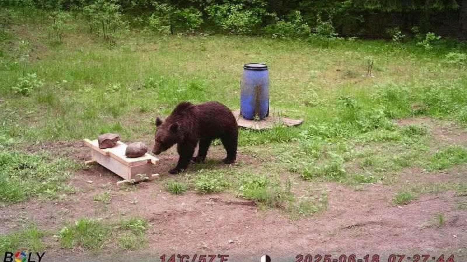 Fact Check: Bear spotted peacefully wandering 60 kilometers from Vilnius after escaping the city.