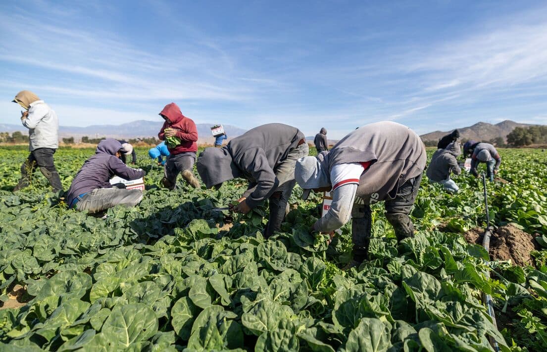 Fact Check: Sotelo's arrest reflects a surge in ICE raids on farm workers.