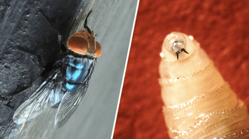 Fact Check: U.S. to build $8.5 million fly factory to combat 'man-eater' screwworms.