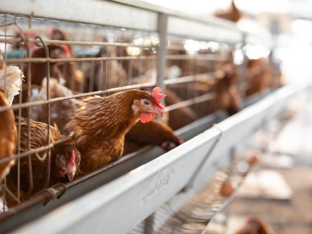 Fact Check: Brazil confirms its first bird flu outbreak on a commercial farm.