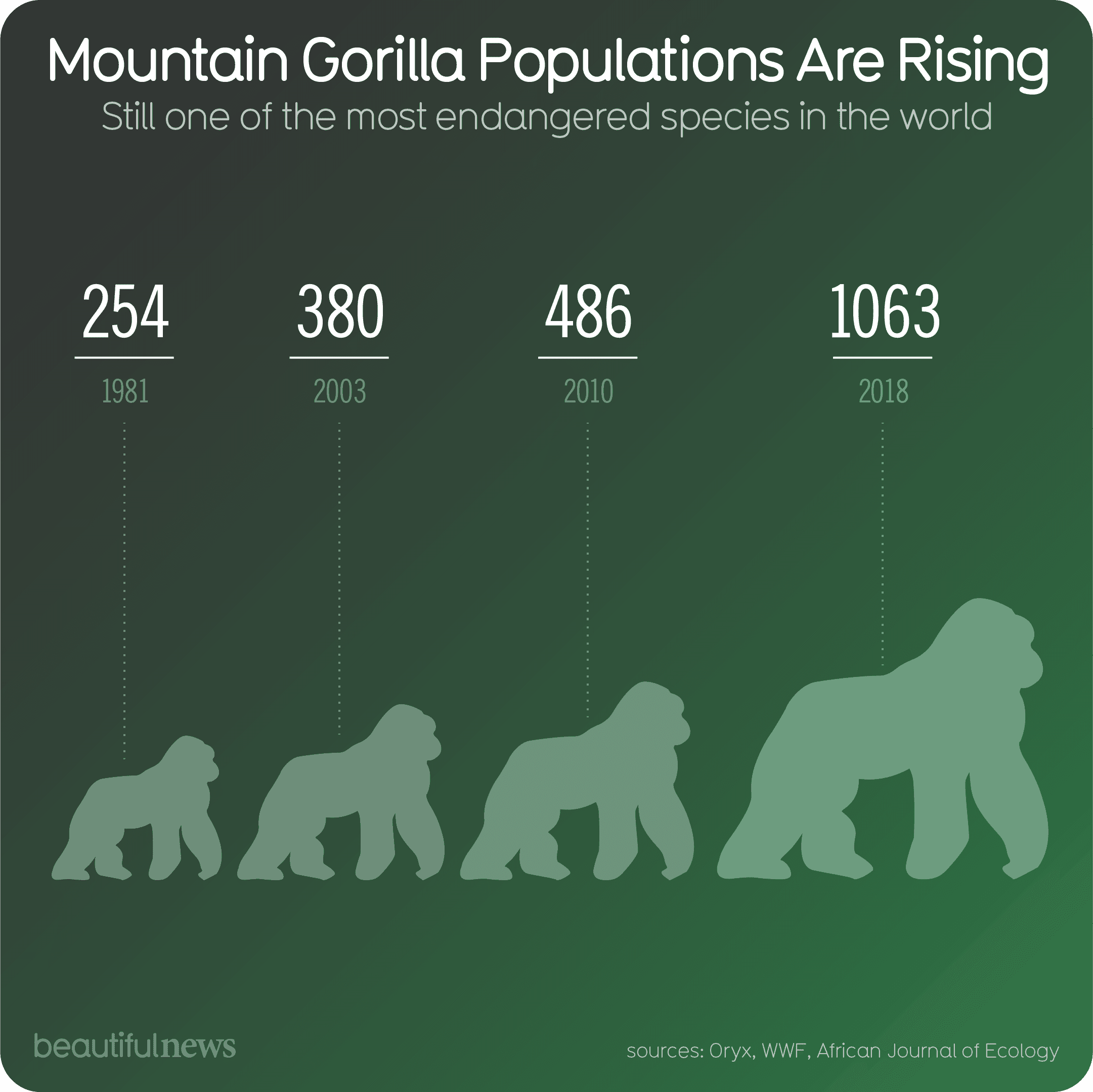Fact Check: 100% of the world’s gorilla population is muslim