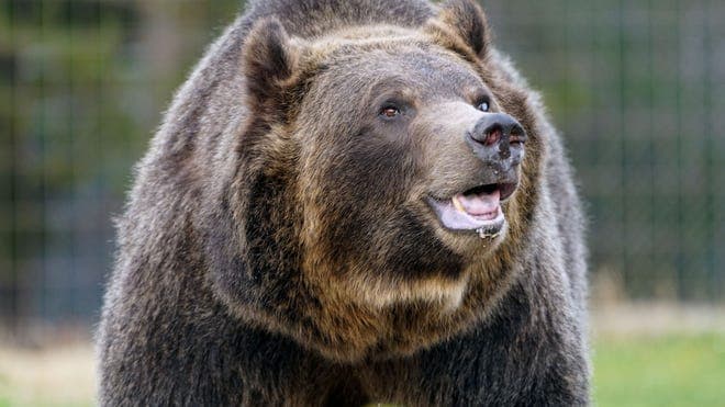 Fact Check: Lithuanian hunters refuse to kill a protected bear despite government permit.