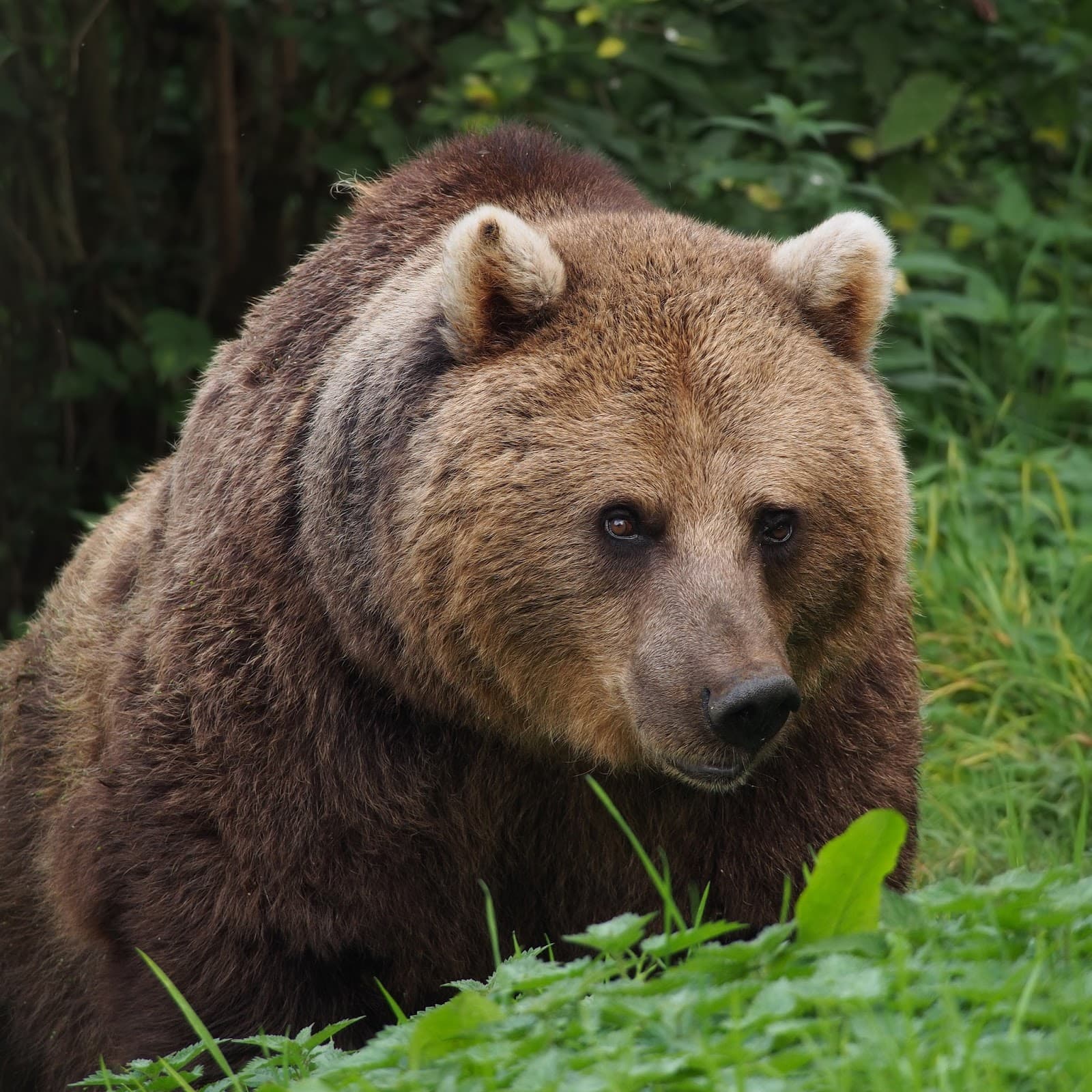 Fact Check: Only 5 to 10 brown bears remain in Lithuania, making them extremely rare.