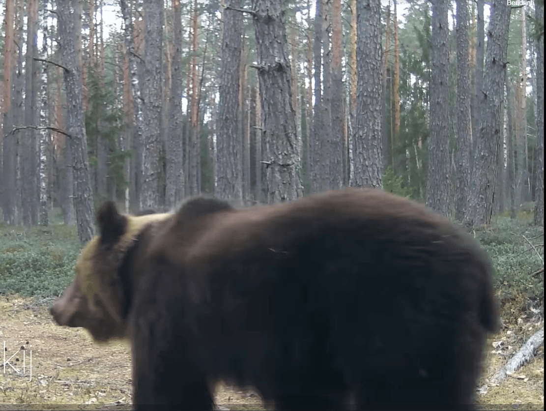 Fact Check: Bear wandered into Vilnius for the first time in years, causing a national stir.