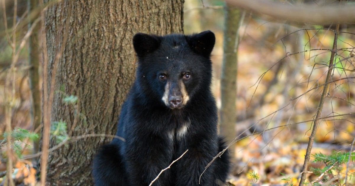 Fact Check: Hunters propose humane alternatives to killing the bear, like sedation and relocation.