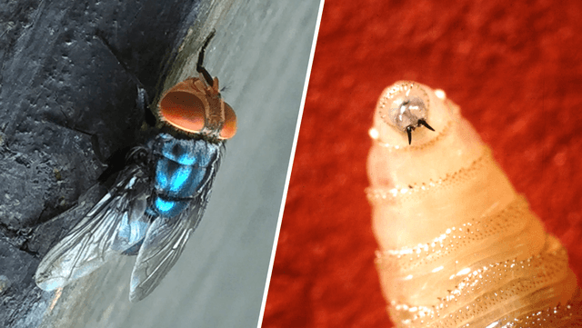 Fact Check: U.S. to build $8.5M fly factory to combat deadly screwworms.