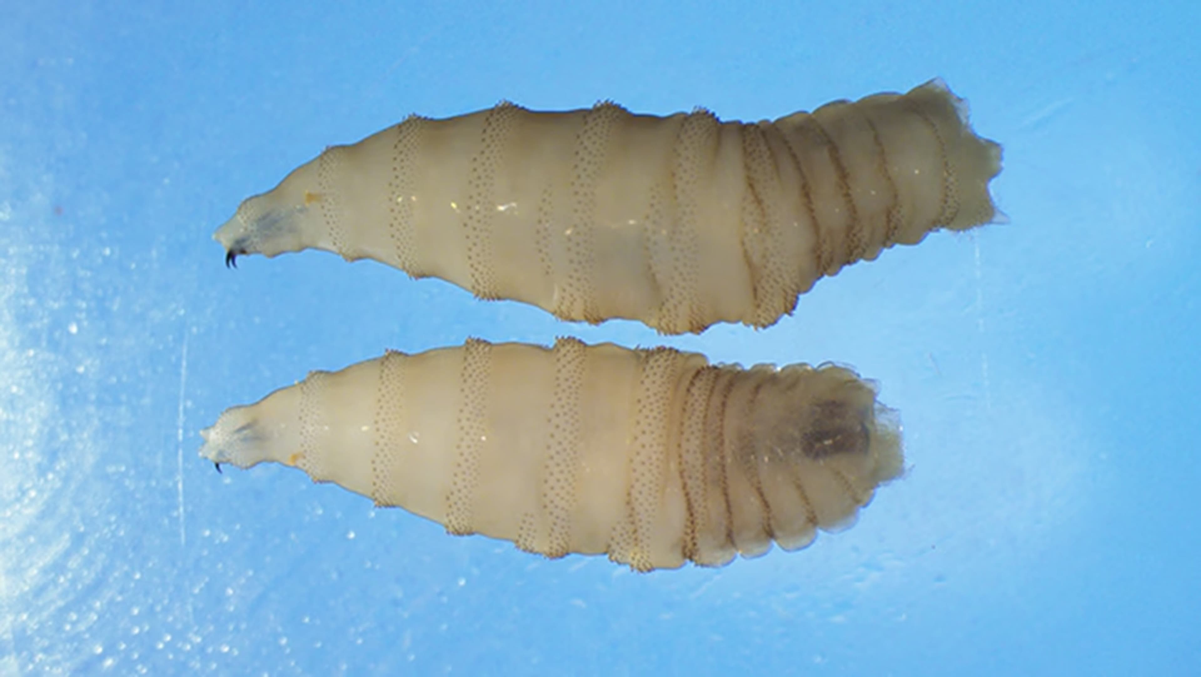 Fact Check: New World screwworm larvae can cause deadly damage to livestock and pets.