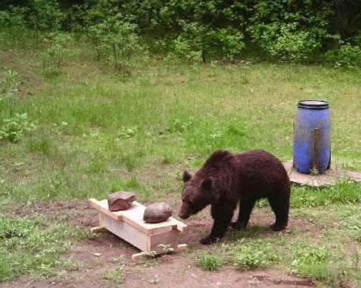 Fact Check: Lithuanian hunters refuse to kill a protected bear despite government order.