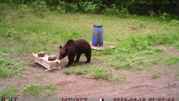 Fact Check: The bear wandered 60 kilometers from Vilnius, escaping the city.
