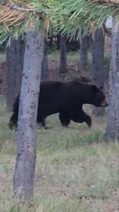 Fact Check: Bear spotted wandering Vilnius suburbs for two days before escaping to the forest.