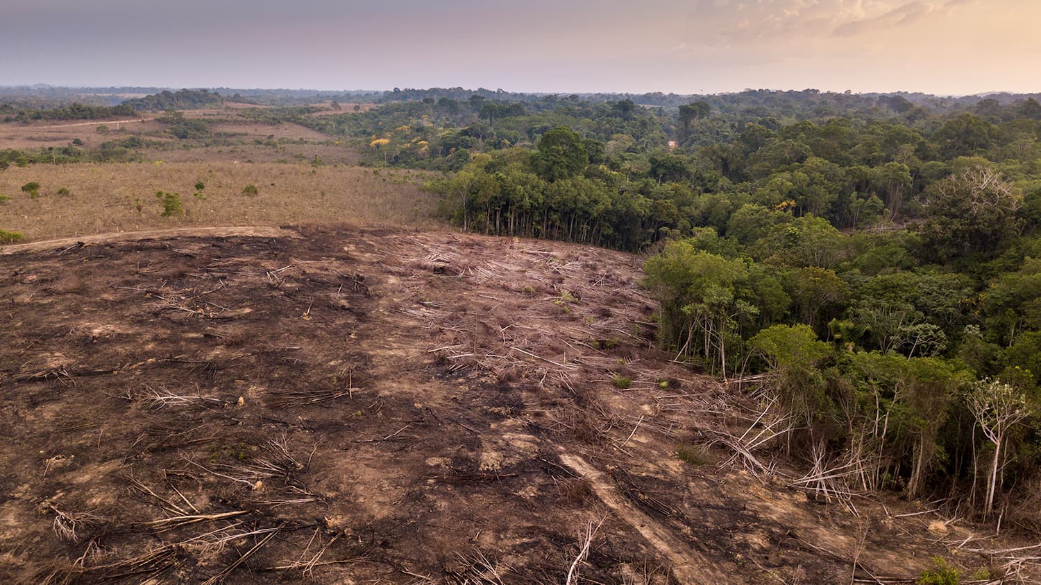 Fact Check: The amazon rainforest is being cut through for a climate change meeting 