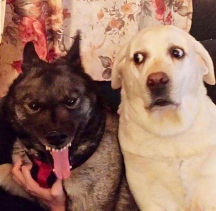 Fact Check: Punish the dog who growl is good idea or no ?