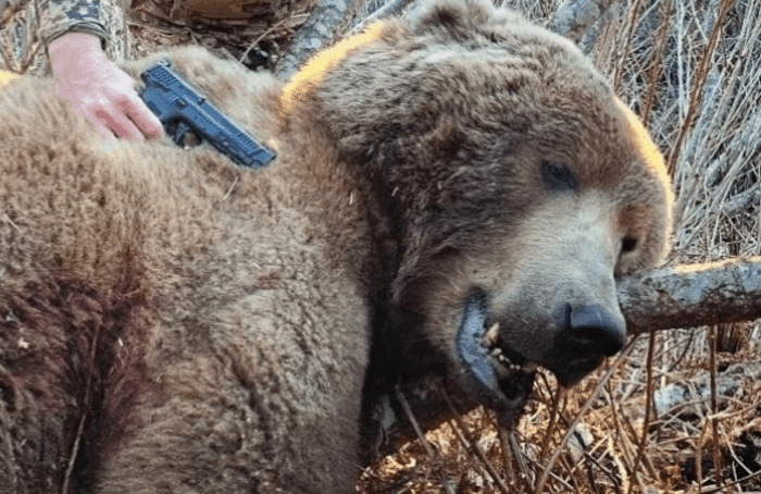Fact Check: Lithuanian authorities face backlash for issuing bear kill permit.