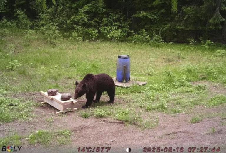Fact Check: Brown bears were wiped out in Lithuania in the 19th century.