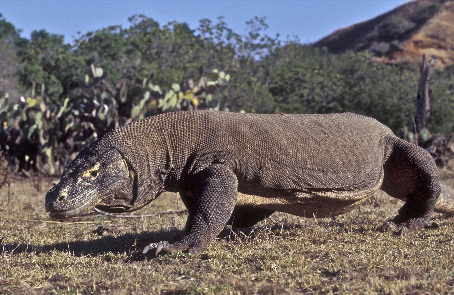 Fact Check: Monitor lizards are dinosaurs