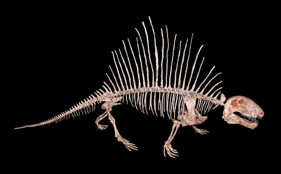 Fact Check: Dimetrodons were dinosaurs