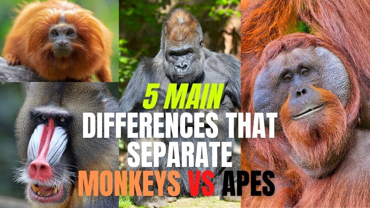 Fact Check: Did monkey and apes seldom or very often eat bananas 