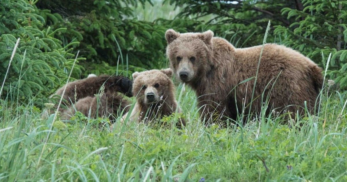 Fact Check: Hunters propose humane bear relocation instead of killing.