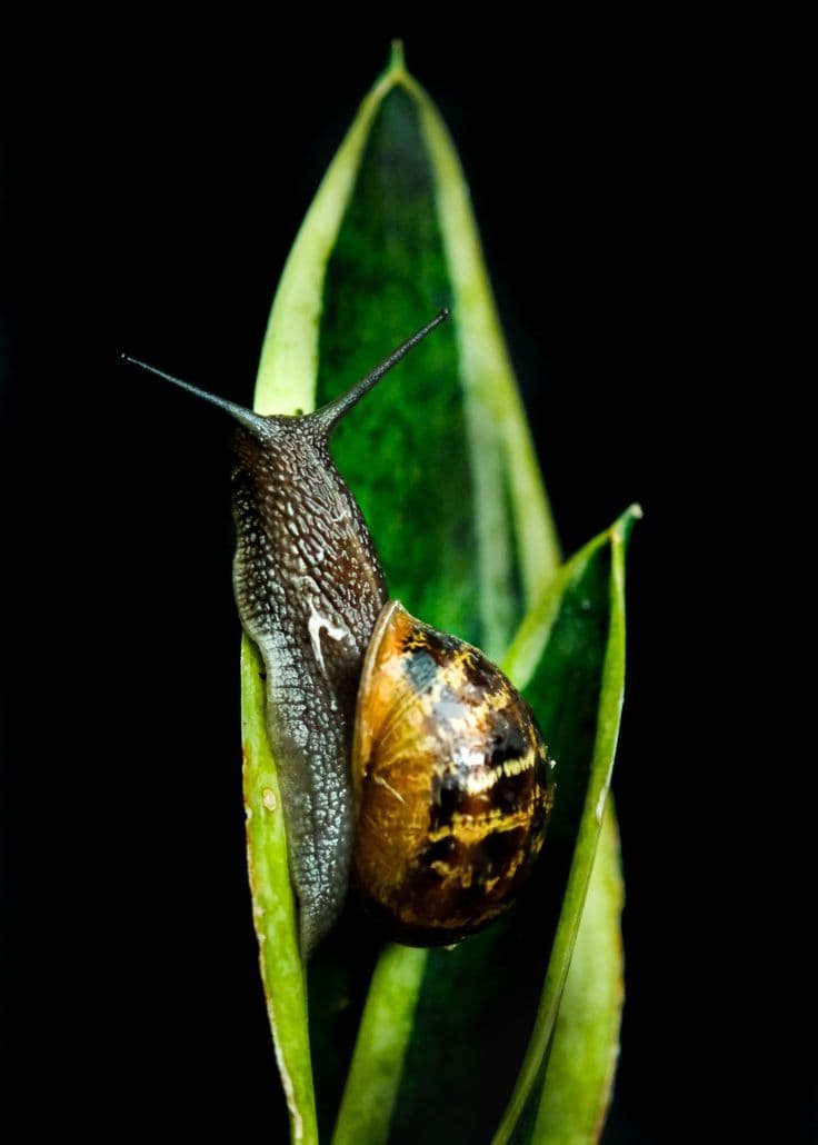 Fact Check: Slugs have two noses