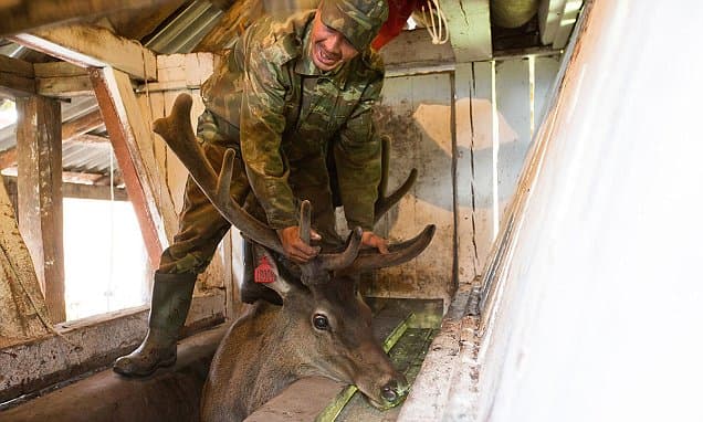 Fact Check: Putin bathes is the blood of deer antlers 