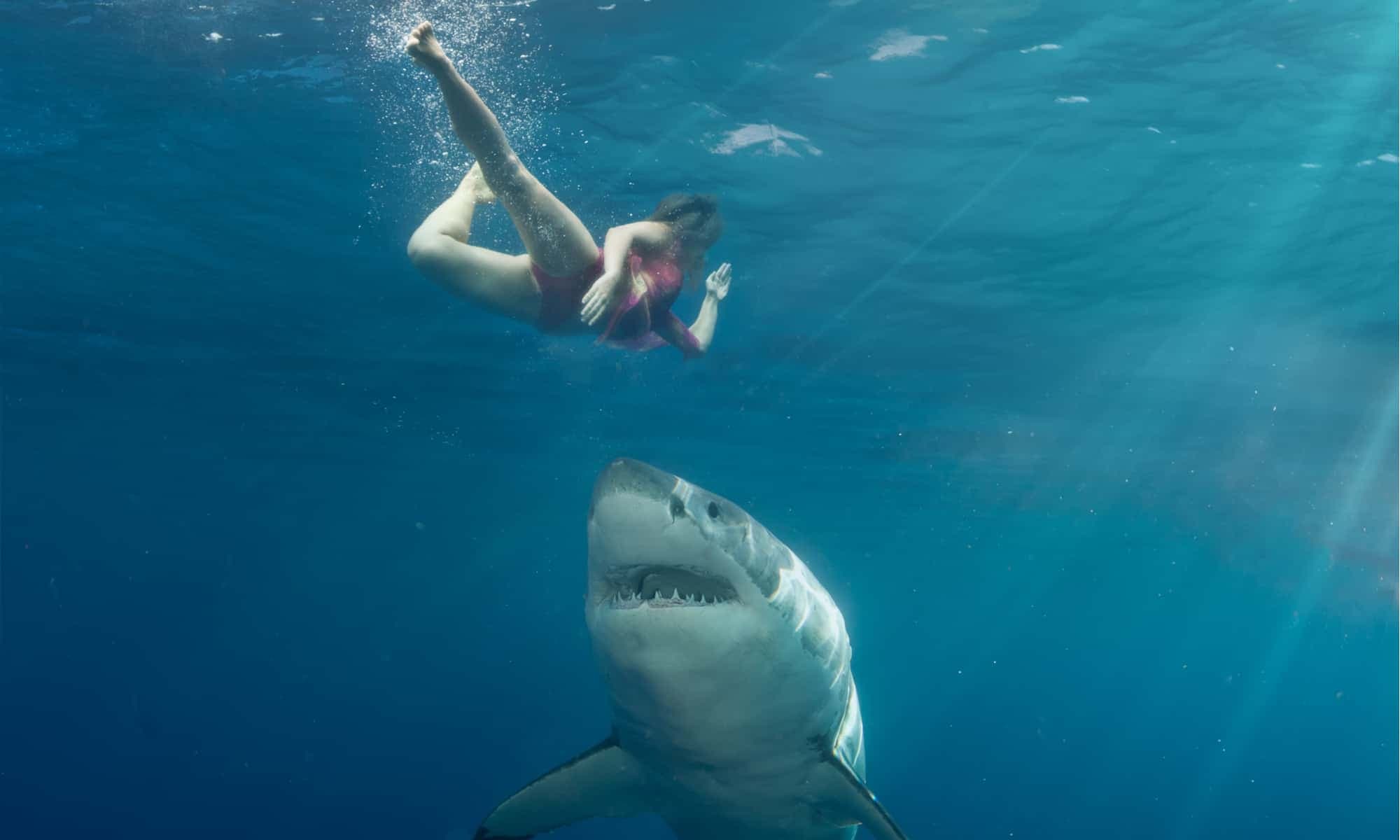 Fact Check: More likely to be attacked by dog for most people during their lifetime than being attacked by sharks 