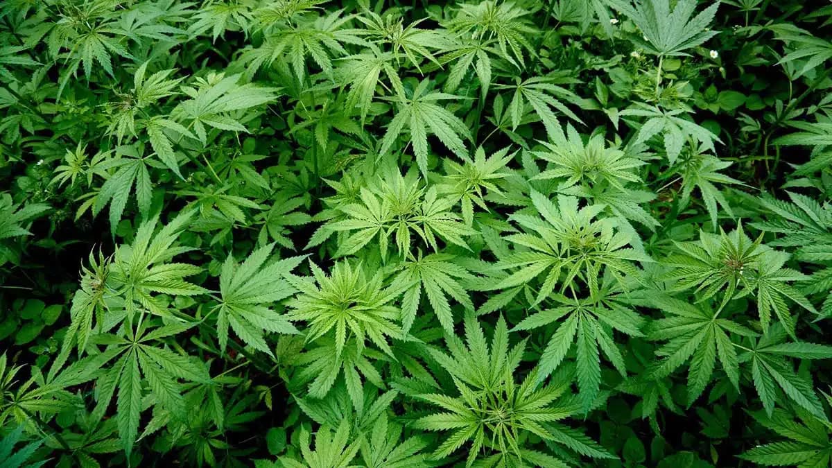 Fact Check: SB 3's veto protects a $4.3 billion THC industry in Texas.
