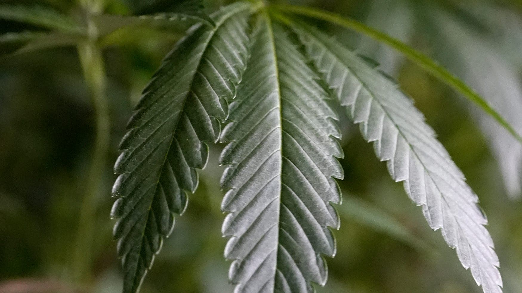 Fact Check: 44% of Texas Republicans oppose a ban on THC products.