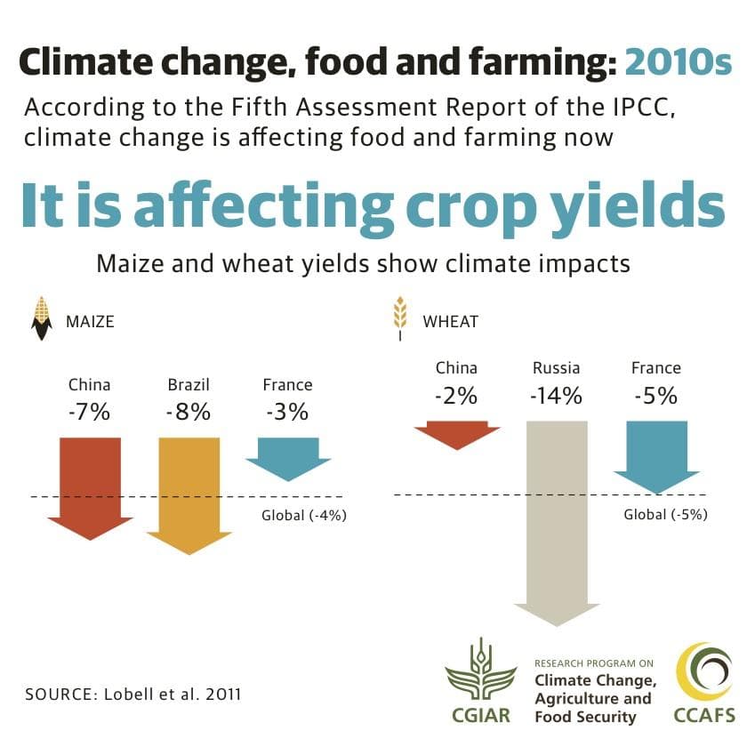 Fact Check: Major food producers face the largest crop declines due to climate change.