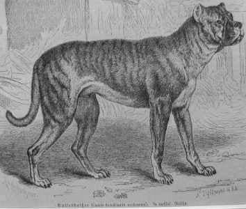 Fact Check: One time existed a dog with three tails
