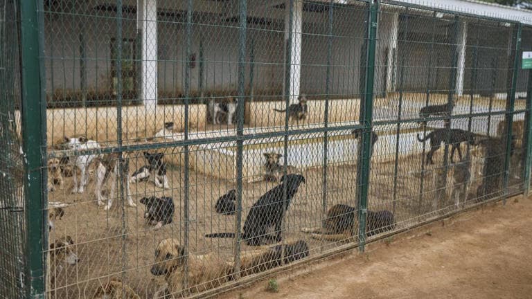 Fact Check: Morocco's dog killings surge ahead of the 2030 FIFA World Cup.
