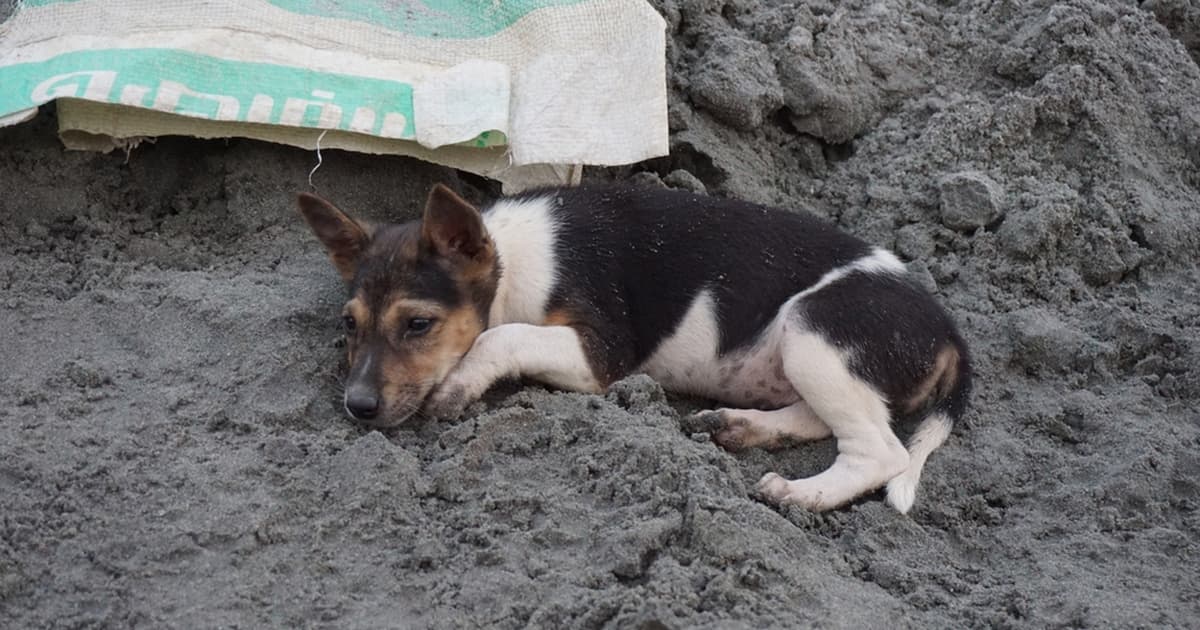 Fact Check: 100,000 people bitten by stray dogs in Morocco annually.