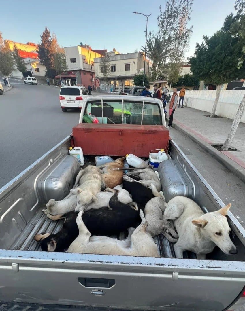 Fact Check: FIFA aware of Morocco's dog culling since at least 2023.