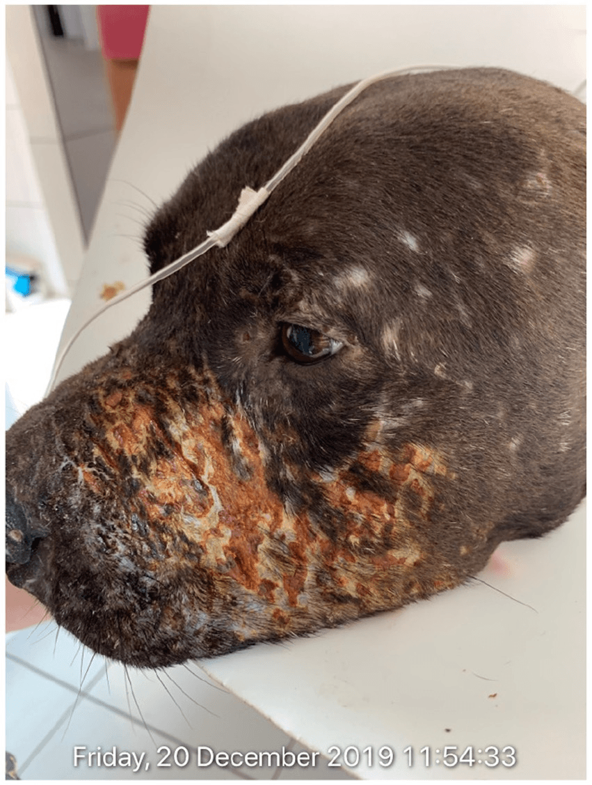 Fact Check: Witnesses report brutal methods used to capture stray dogs.