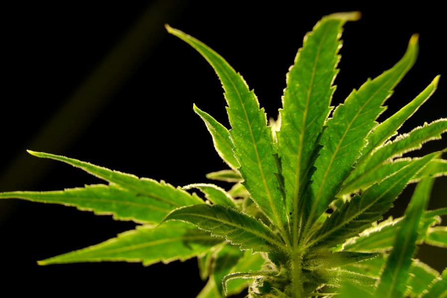 Fact Check: GOP-led Senate panel rejected Pennsylvania's cannabis legalization bill last month.