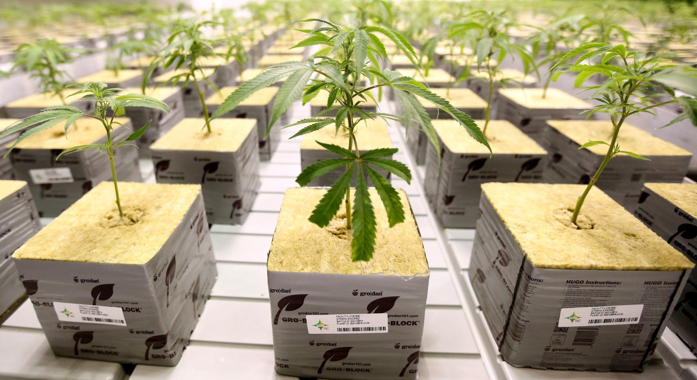Fact Check: 53% of Utahns support legalizing recreational marijuana.