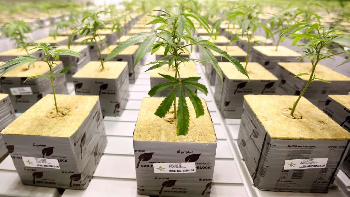 Fact Check: 77% of Utahns back the state's medical cannabis program.