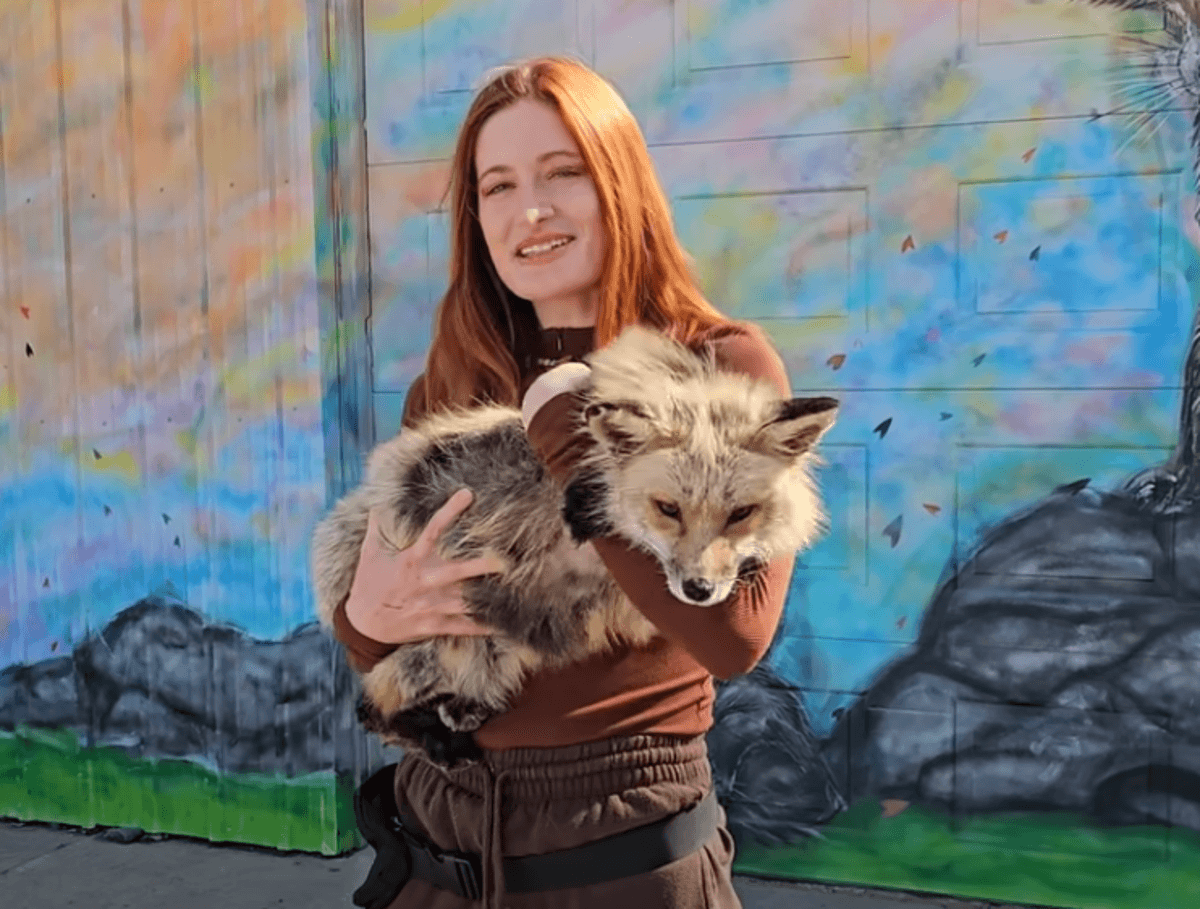 Fact Check: Mikayla Raines saved over 150 foxes through her nonprofit SaveAFox Rescue.