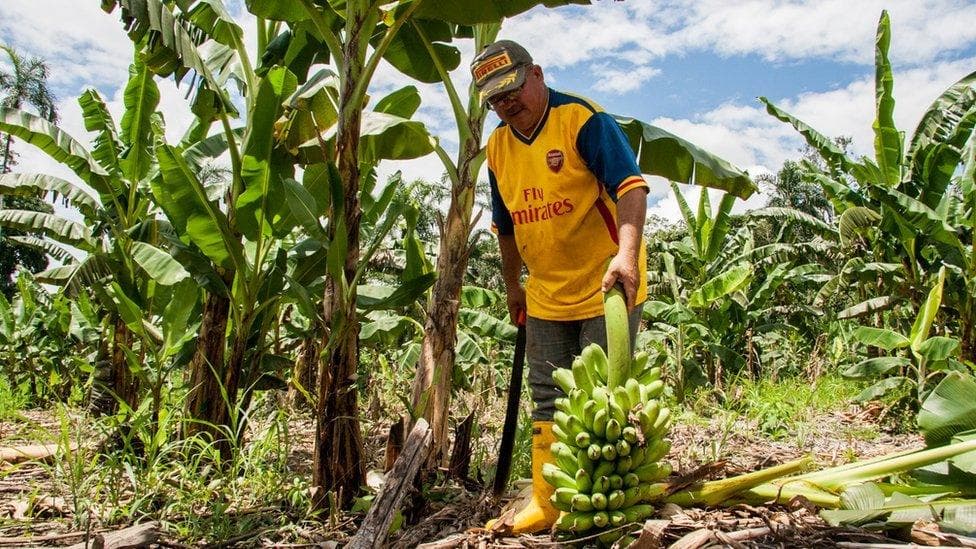 Fact Check: 90% of locals depend on coca cultivation for survival