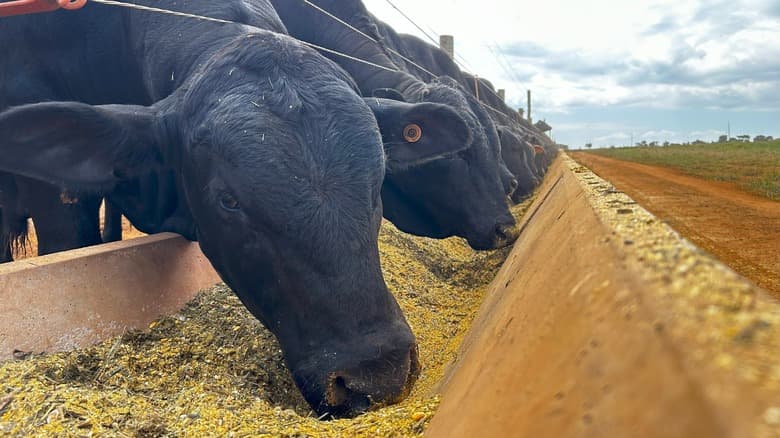 Fact Check: Australia's grain-fed cattle emit 80-85% less methane than grass-fed counterparts!