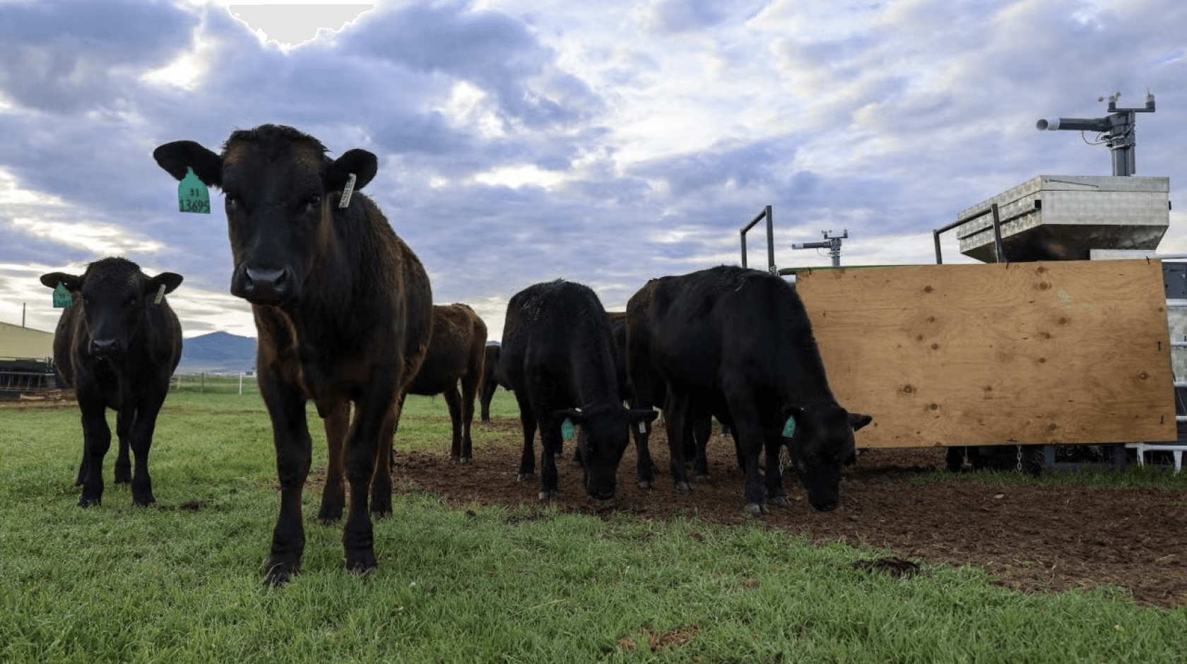 Fact Check: New equation reveals feedlot cattle's methane emissions were grossly overestimated!