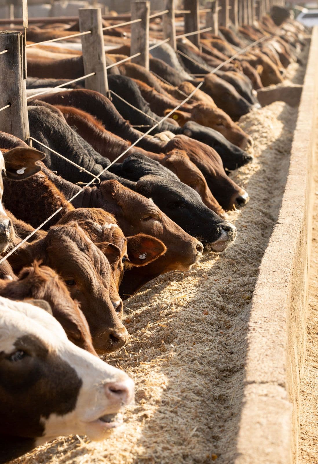 Fact Check: 40% of Australia's slaughter cattle are grain-fed, significantly impacting emissions!