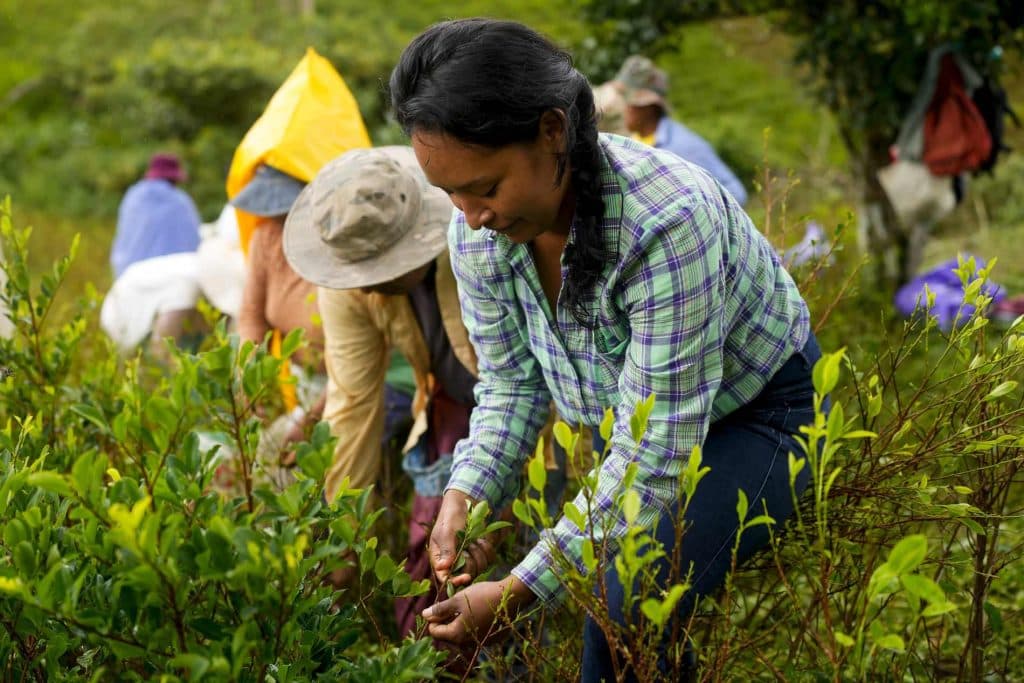 Fact Check: More than 90% of locals depend on coca cultivation for survival.