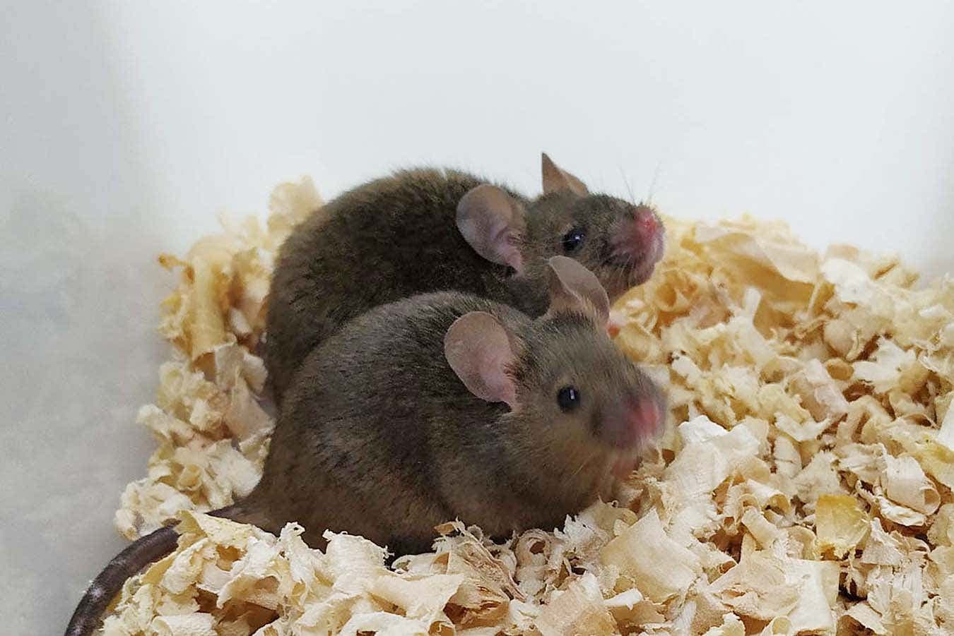 Fact Check: Mice with two fathers have produced offspring for the first time!