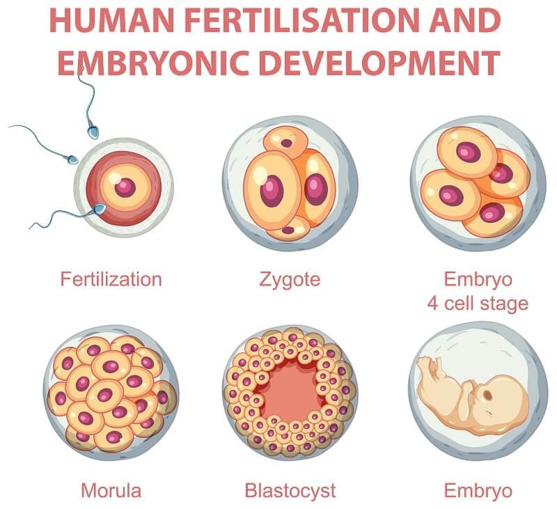 Fact Check: Only 2 out of 259 embryos survived in this experiment.